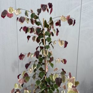 Cercis can. 'Carolina Sweetheart' (Judasboom)