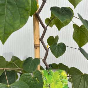 Cercis can. 'Zig Zag' (Judasboom)