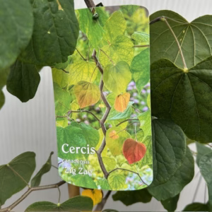 Cercis can. 'Zig Zag' (Judasboom)