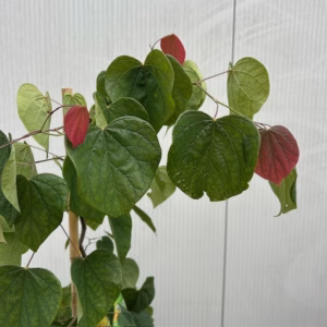 Cercis can. 'Zig Zag' (Judasboom)
