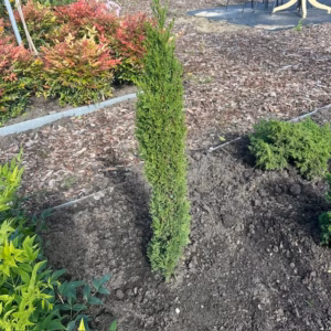 Cupressus sempervirens (Italiaanse cipres) 80 cm