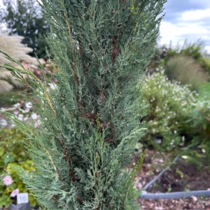 Cupressus sempervirens (Italiaanse cipres) 220 cm