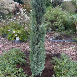 Cupressus sempervirens (Italiaanse cipres) 220 cm