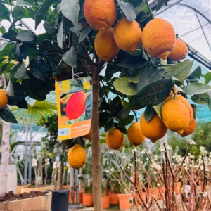 Citrus limon ‘Rosso’ op stam 140 cm (Bloedcitroen)