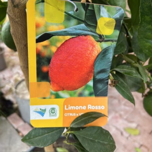 Citrus limon ‘Rosso’ op stam 140 cm (Bloedcitroen)