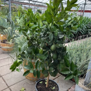 Citrus limon ‘Rosso’ op stam 140 cm (Bloedcitroen)
