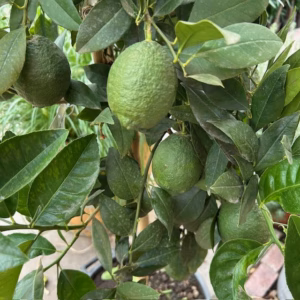 Citrus limon ‘Rosso’ op stam 140 cm (Bloedcitroen)