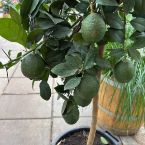 Citrus limon ‘Rosso’ op stam 140 cm (Bloedcitroen)