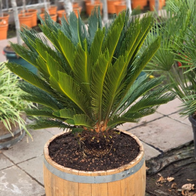 Cycas revoluta (Vredespalm) 