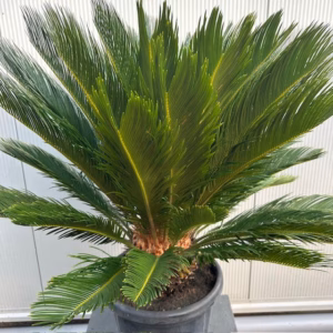 Cycas revoluta (Vredespalm) 60 cm