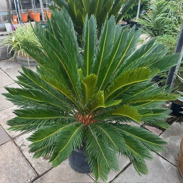 Cycas revoluta (Vredespalm) 60 cm