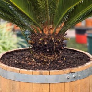 Cycas revoluta (Vredespalm) 60 cm