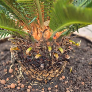 Cycas revoluta (Vredespalm) 60 cm