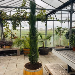 Cupressus sempervirens (Italiaanse cipres) 220 cm