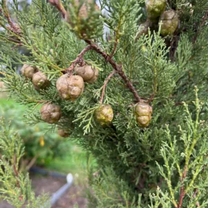 Cupressus sempervirens (Italiaanse cipres)