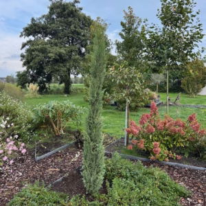 Cupressus sempervirens (Italiaanse cipres) 220 cm