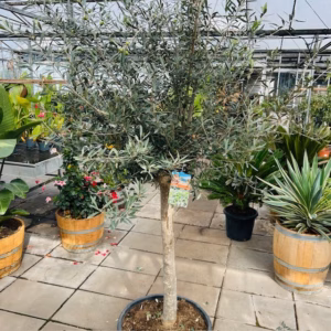 Hoogstam olijfboom Olea europaea 230 cm