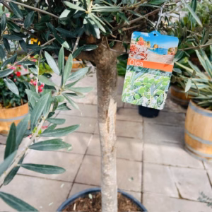 Hoogstam olijfboom Olea europaea 230 cm
