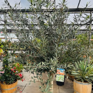 Hoogstam olijfboom Olea europaea 230 cm