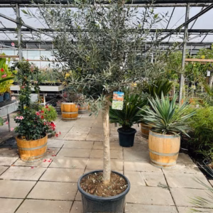 Hoogstam olijfboom Olea europaea 230 cm
