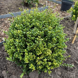 Ilex crenata 'Stokes' bol 40 - 50 cm