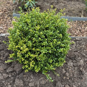 Ilex crenata 'Stokes' bol 40 - 50 cm