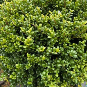 Ilex crenata 'Stokes' bol 40 - 50 cm