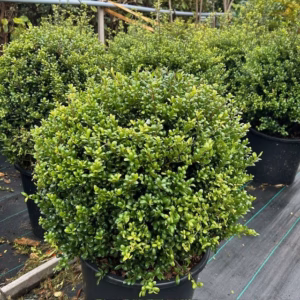 Ilex crenata 'Stokes' bol 40 - 50 cm
