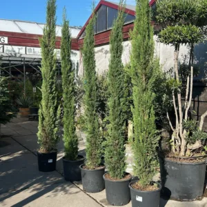 Cupressus sempervirens (Italiaanse cipres)