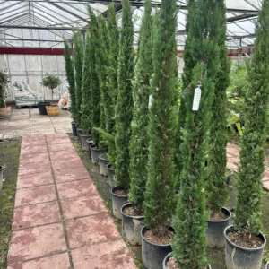 Cupressus sempervirens totem (Italiaanse cipres) 220 cm
