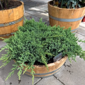 Kwart portvat beplant met Juniperus Nana (Jeneverbes)
