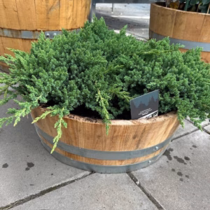 Kwart portvat beplant met Juniperus Nana (Jeneverbes)