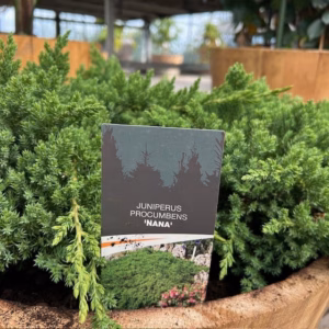 Kwart portvat beplant met Juniperus Nana (Jeneverbes)