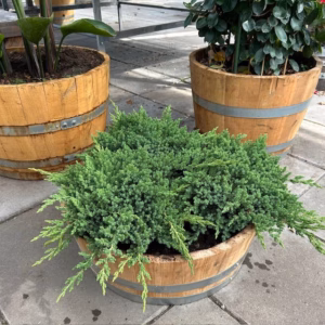 Kwart portvat beplant met Juniperus Nana (Jeneverbes)