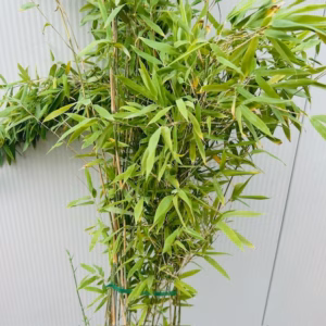 Bamboe Fargesia nitida Black Pearl 160 -175 cm in 7,5 liter pot