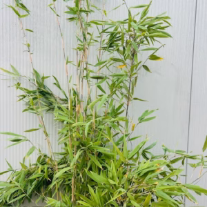 Bamboe Fargesia nitida Black Pearl 160 -175 cm in 7,5 liter pot