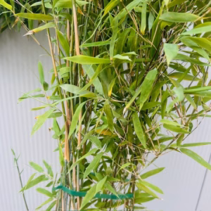 Bamboe Fargesia nitida Black Pearl 160 -175 cm in 7,5 liter pot