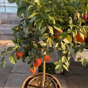 Citrus limon ‘Rosso’ op stam 140 cm (Bloedcitroen)