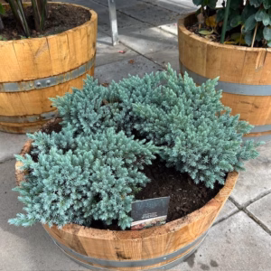 Kwart portvat beplant met Juniperus Blue star (Jeneverbes)