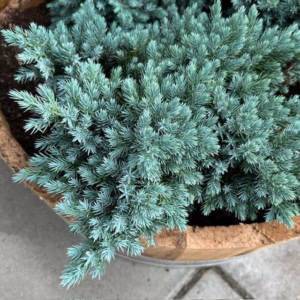 Kwart portvat beplant met Juniperus Blue star (Jeneverbes)