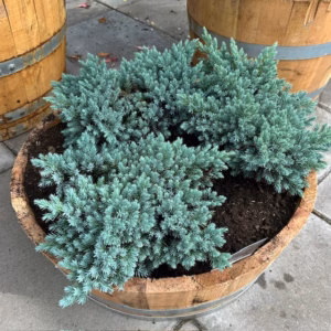 Kwart portvat beplant met Juniperus Blue star (Jeneverbes)