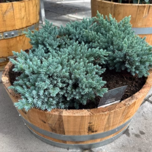 Kwart portvat beplant met Juniperus Blue star (Jeneverbes)