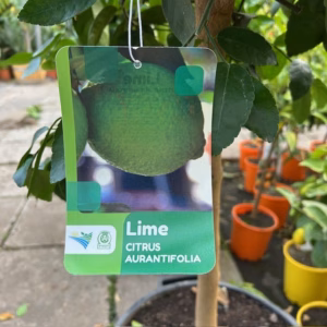 Citrus aurantiifolia op stam 140 cm (Mexicaanse limoen of Key lime)