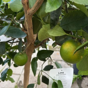 Citrus aurantiifolia op stam 140 cm (Mexicaanse limoen of Key lime)