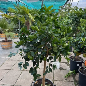 Citrus aurantiifolia op stam 140 cm (Mexicaanse limoen of Key lime)