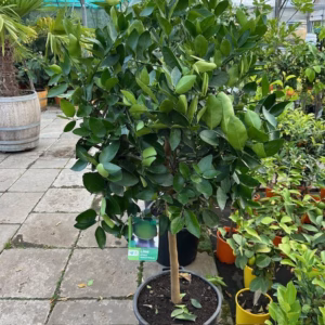 Citrus aurantiifolia op stam 140 cm (Mexicaanse limoen of Key lime)