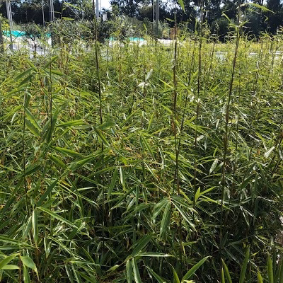 Niet woekerende bamboe