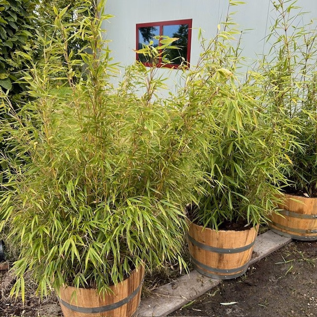 Fargesia Robusta in pot