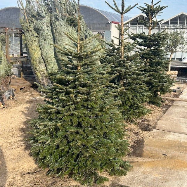 Kerstbomen met kluit