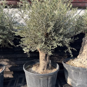 Olijfboom met nostalgische stam P85